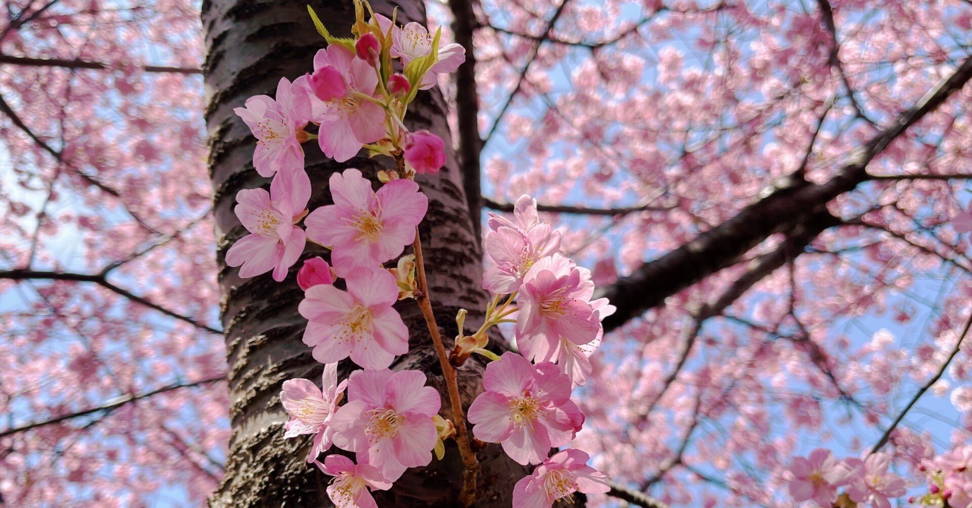 英語学習】 三浦海岸の河津桜を見たのを英訳付きで綴る｜織の日々是好日