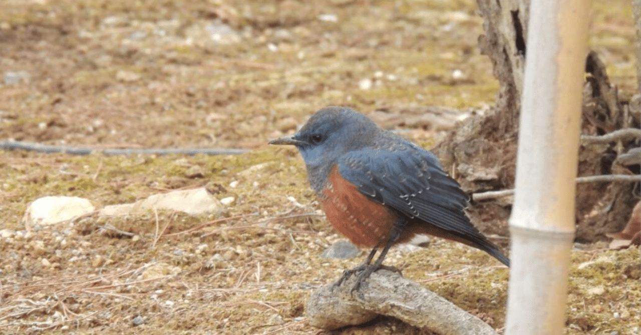 暗号利用と鍵管理の基礎から実践まで（セキュリティ初心者向け）｜whale999