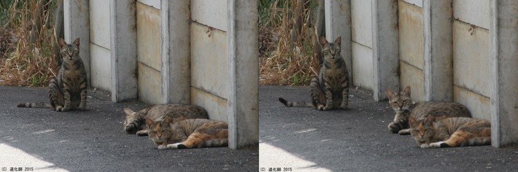 Stray cat 163 164  #cat #ねこ #猫 #ネコ