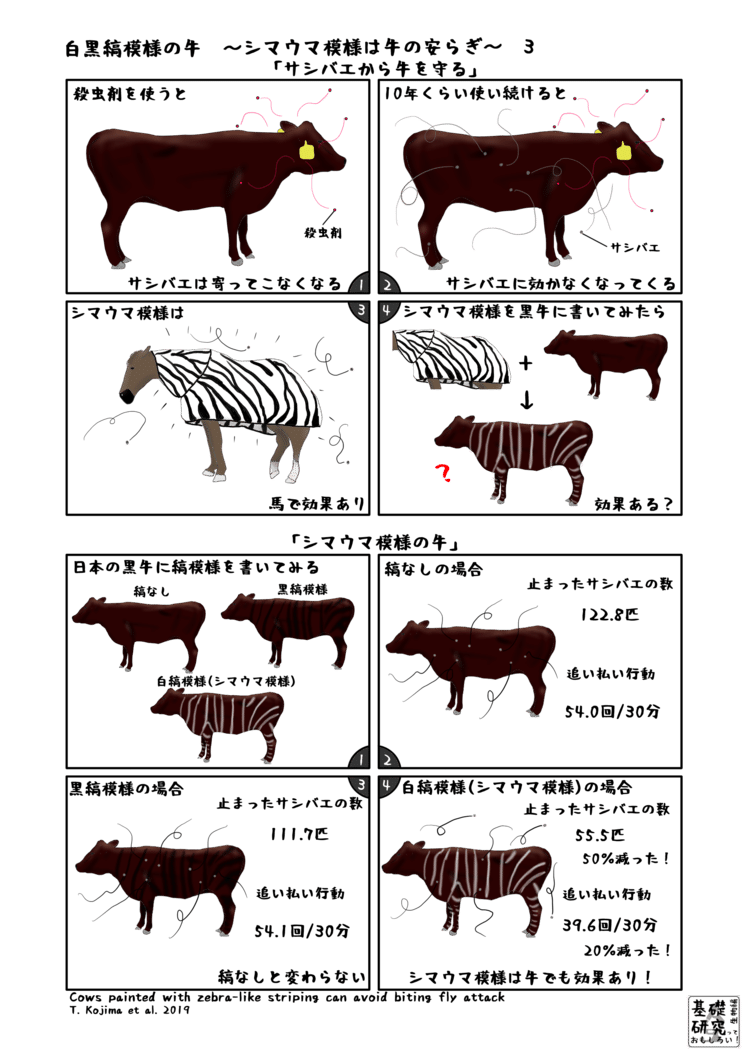 白黒縞模様の牛 シマウマ模様は牛の安らぎ 生物学 かわいせーざん 基礎研究っておもしろい 生物編 Note