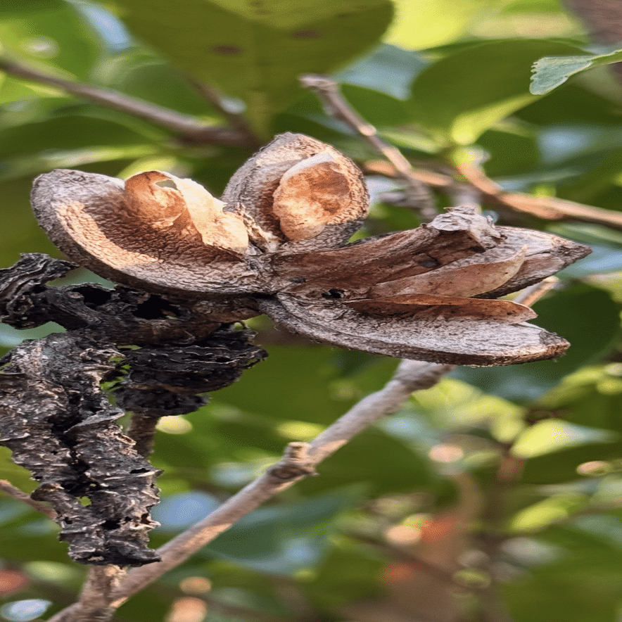 サザンカ　茶梅　エディブルフラワー　飾り葉 サザンカ ツバキの仲間ながらその花弁を一枚一枚散らす理由｜EGGSEED