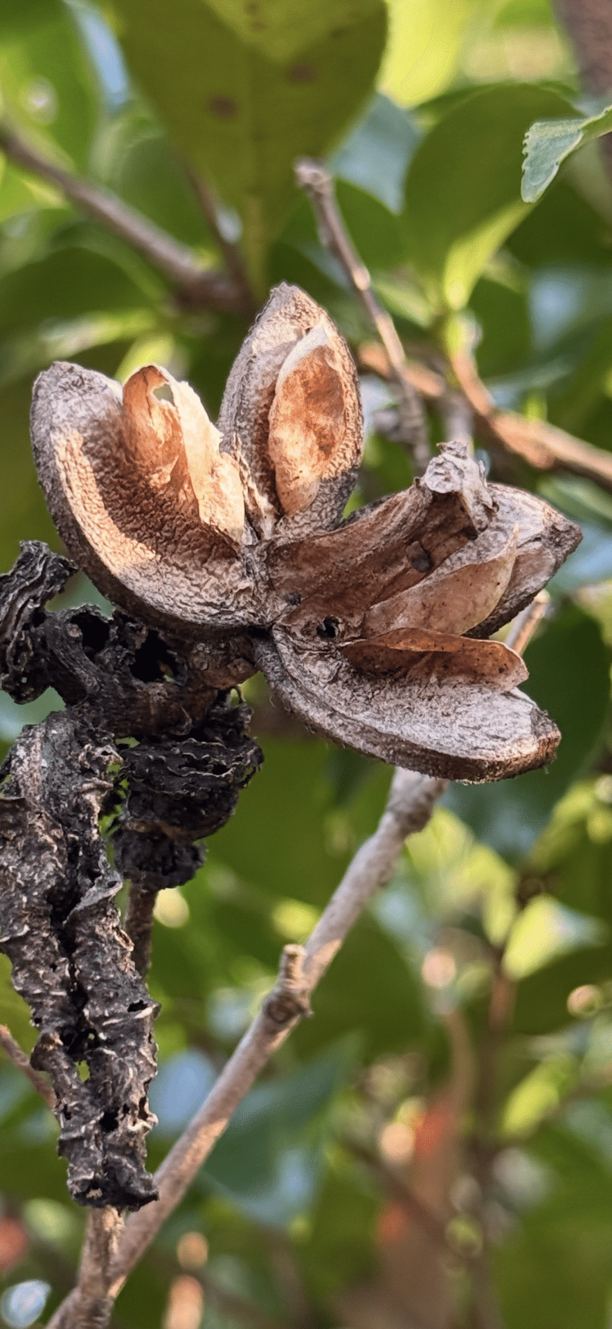 サザンカ　茶梅　エディブルフラワー　飾り葉 サザンカ ツバキの仲間ながらその花弁を一枚一枚散らす理由｜EGGSEED