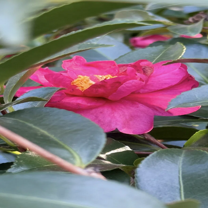 サザンカ ツバキの仲間ながらその花弁を一枚一枚散らす理由｜EGGSEED
