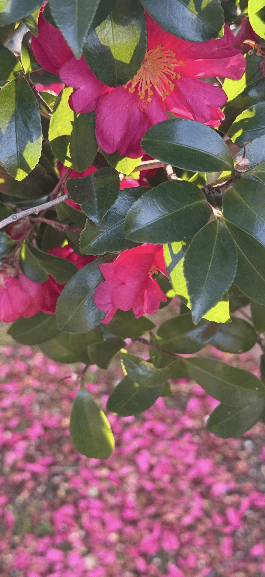 サザンカ　茶梅　エディブルフラワー　飾り葉 サザンカとは？特徴・見分け方・お手入れ方法を分かりやすく解説