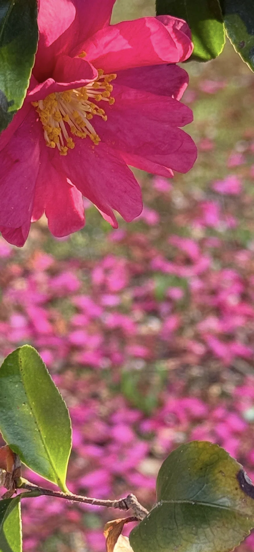 サザンカ ツバキの仲間ながらその花弁を一枚一枚散らす理由｜EGGSEED