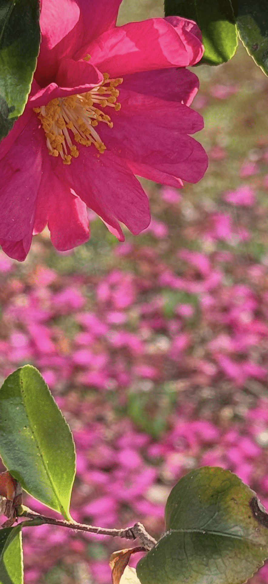 サザンカ　茶梅　エディブルフラワー　飾り葉 サザンカとは？特徴・見分け方・お手入れ方法を分かりやすく解説