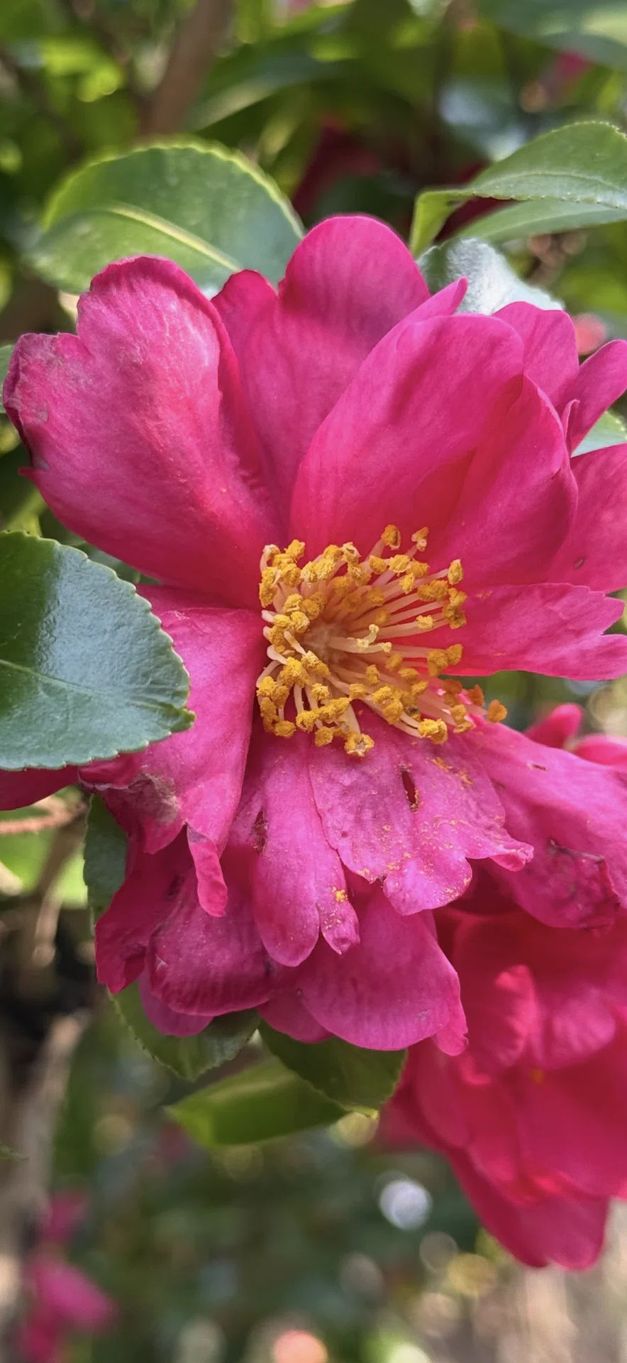 サザンカ　茶梅　エディブルフラワー　飾り葉 サザンカ ツバキの仲間ながらその花弁を一枚一枚散らす理由｜EGGSEED