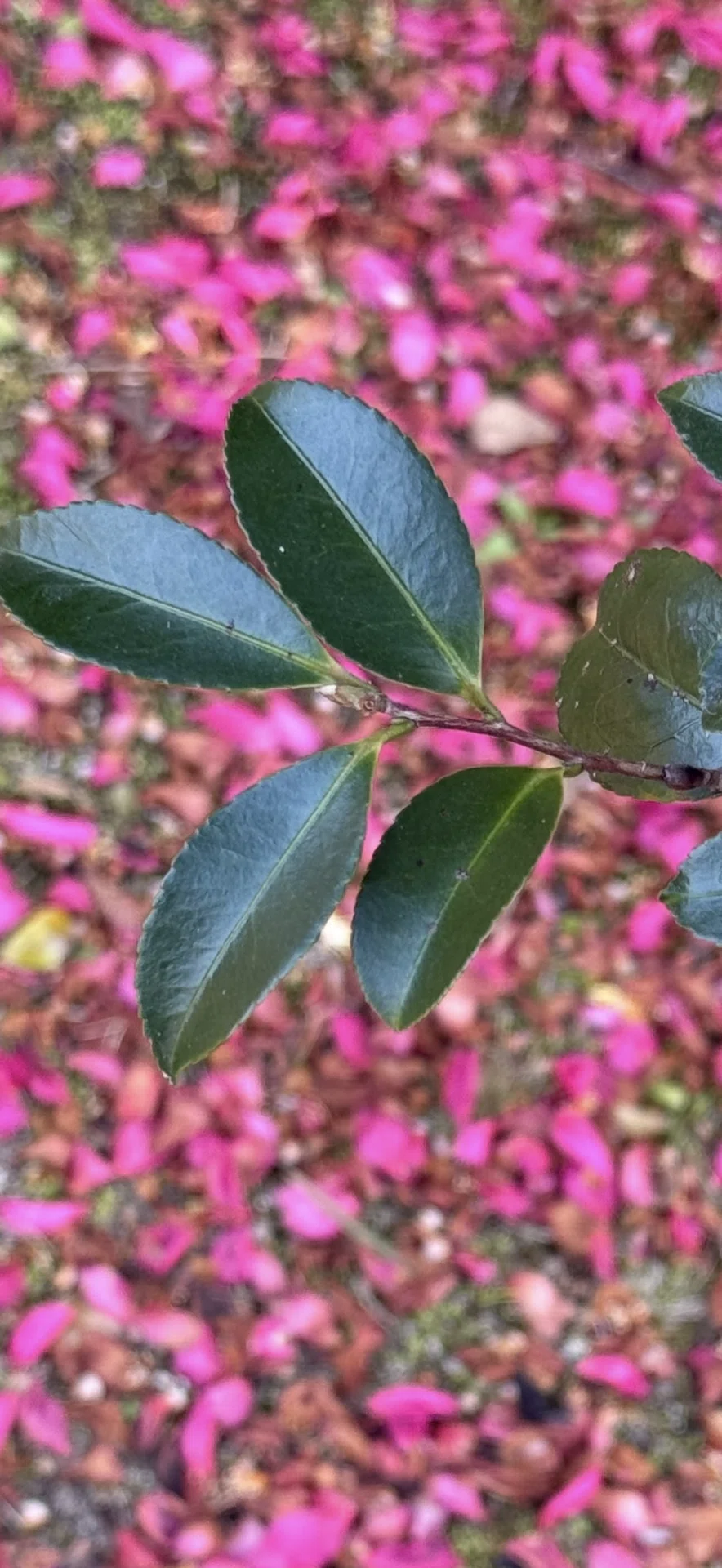 サザンカ ツバキの仲間ながらその花弁を一枚一枚散らす理由｜EGGSEED