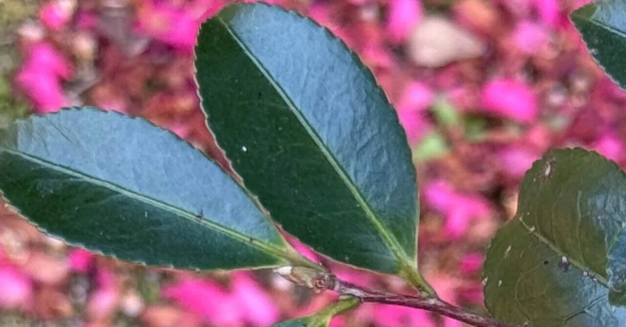 サザンカ ツバキの仲間ながらその花弁を一枚一枚散らす理由｜EGGSEED
