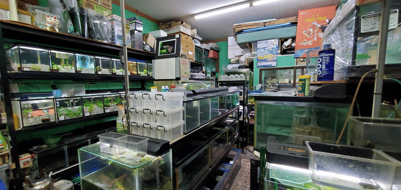 喜沢熱帯魚 有限会社フィッシュファームツボタ Note