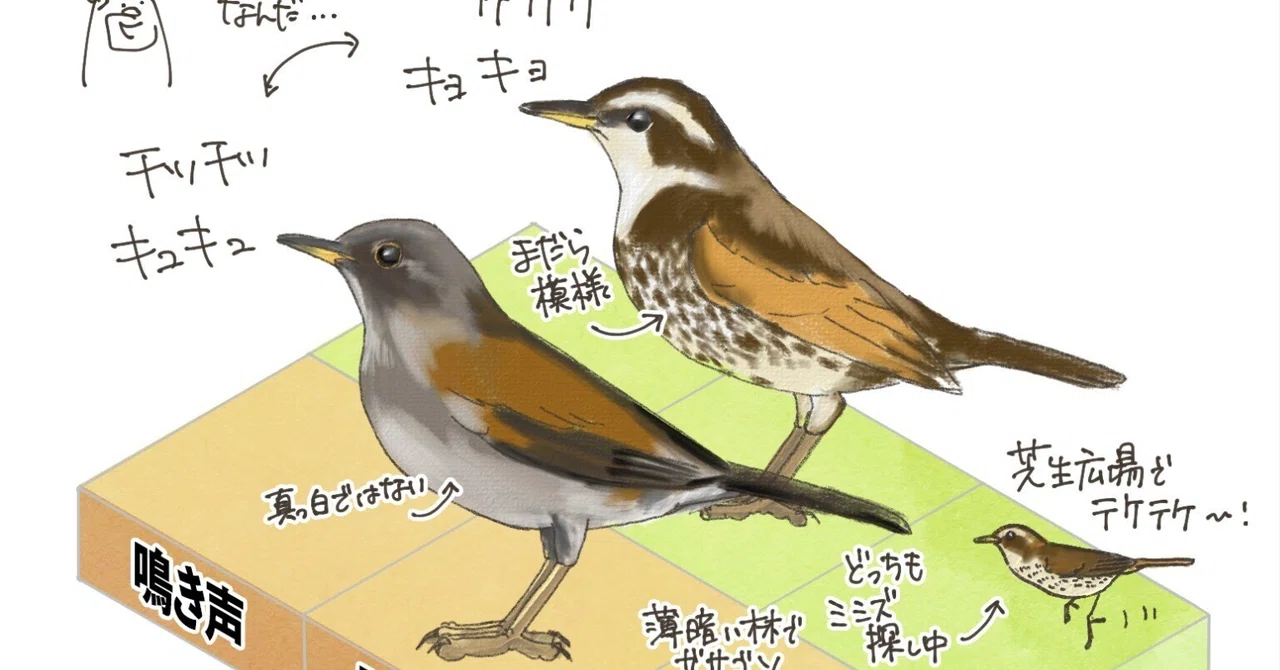 ツグミとシロハラの見分け方｜くますけ｜自然ガイド・クリエイター