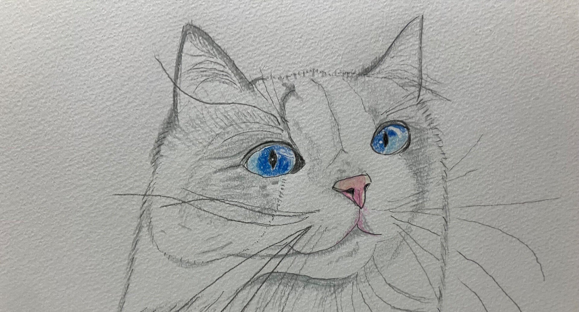 猫の絵 - 色鉛筆画｜まる｜note