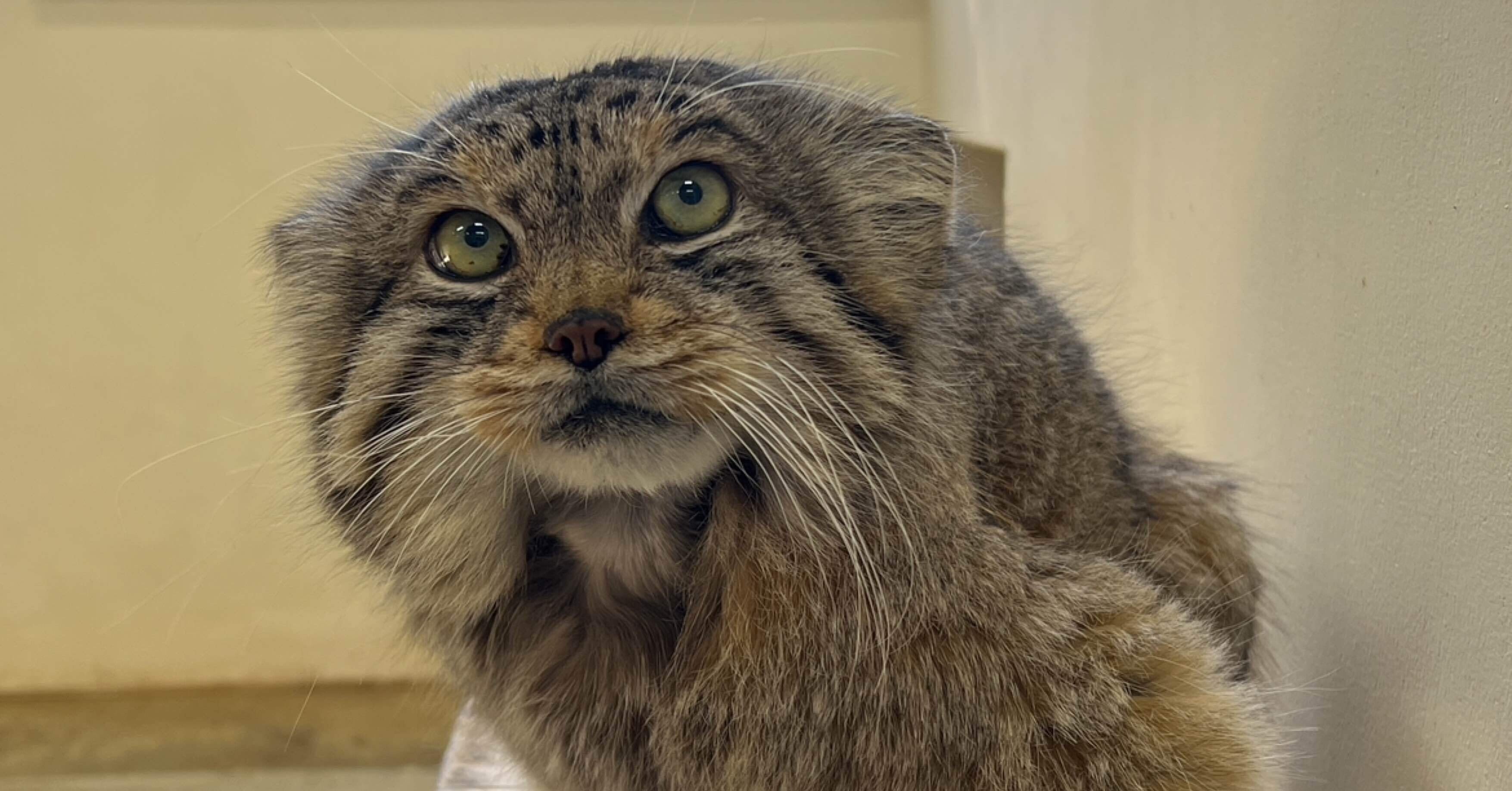 マヌルネコのレフについて｜那須どうぶつ王国公式note