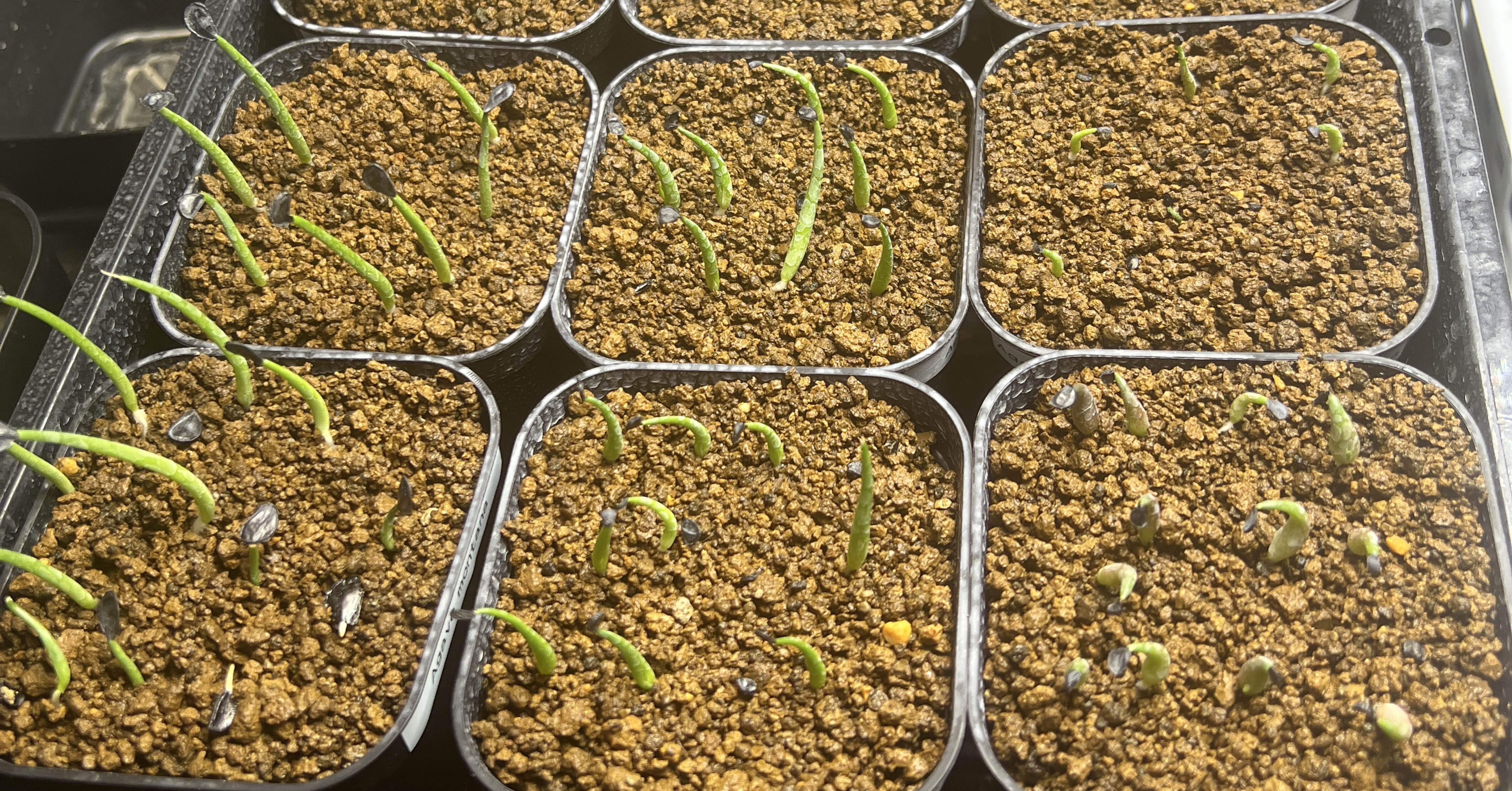 アガベ沼に落ちた話8「播種(はしゅ)とは種をまくことを意味する。実生