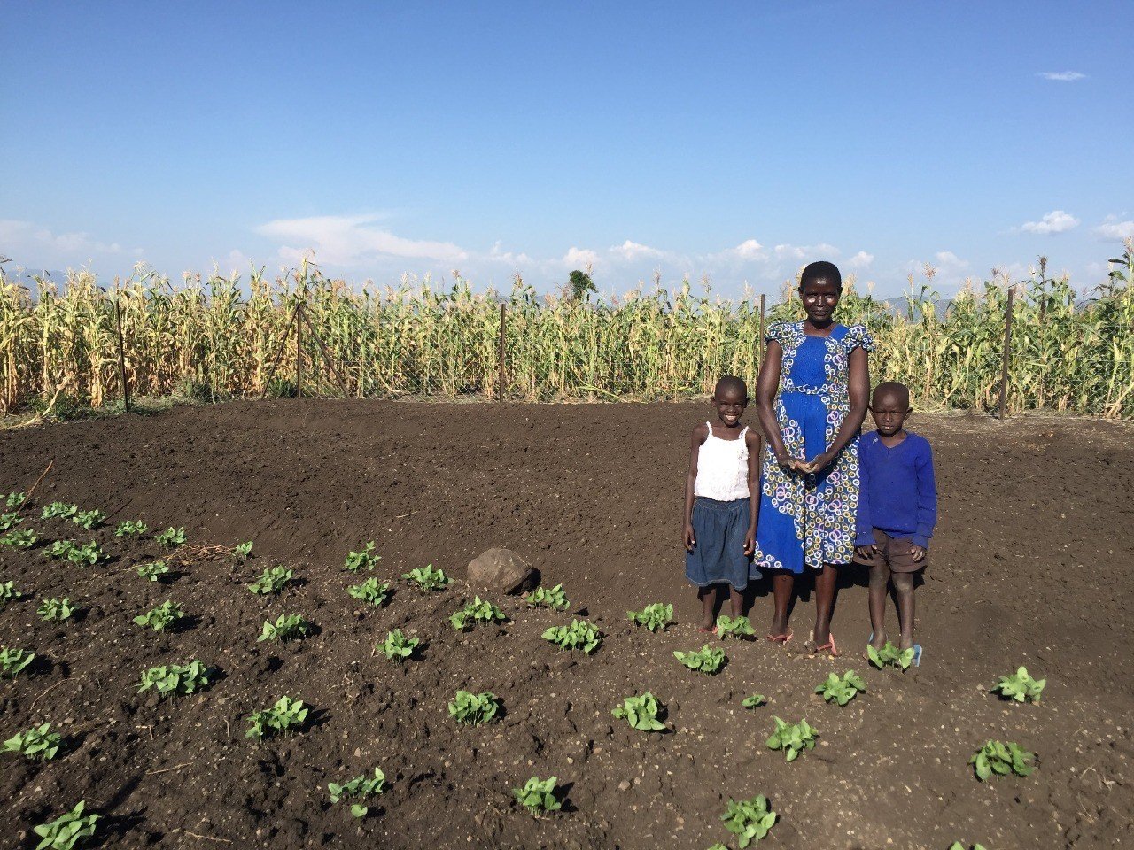 活動報告書 ケニア共和国における孤児と脆弱な状況にある子どもたち Ovc と保護者を支える生活向上支援事業 在来種野菜と樹木の栽培を組み合わせた農業活動の導入を通じて Plas プラス 公式 Note