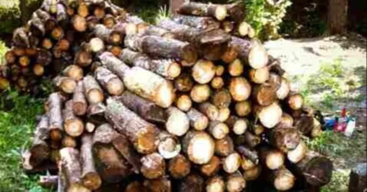 薪ストーブの薪集め］針葉樹の薪（ヒノキの間伐材）の注意点とは？｜森 