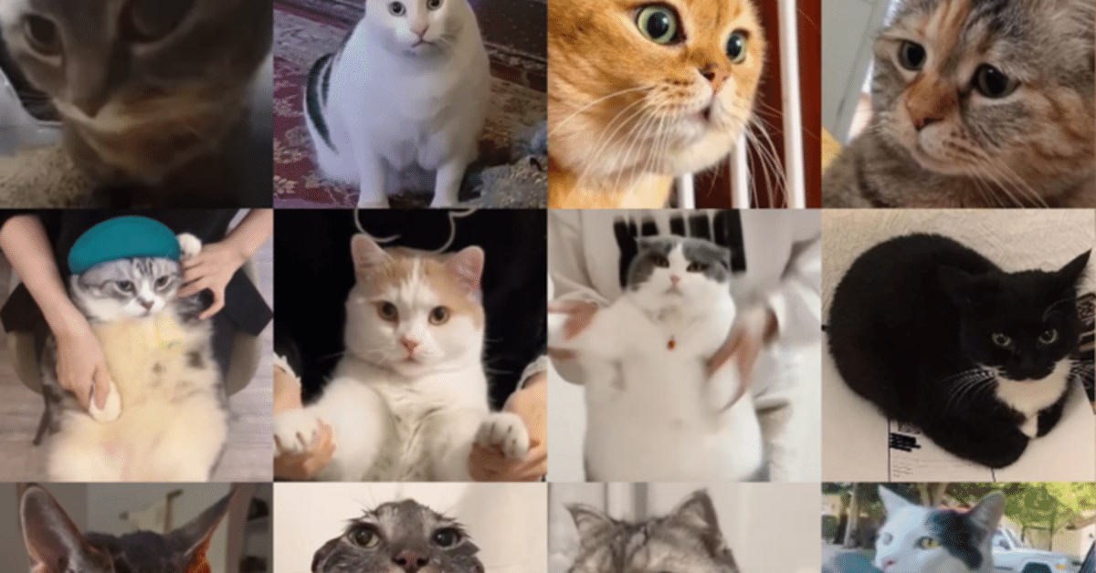 猫ミームの猫たちのプロフィール・リンク集等｜名無し