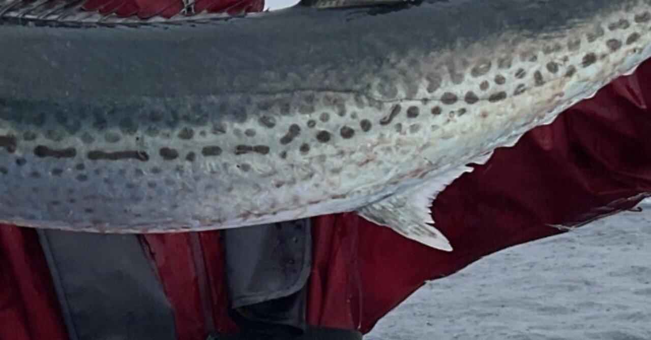 250303相模湾サワラキャスティング英盛丸｜HILLA-HILLA-JIGLLA