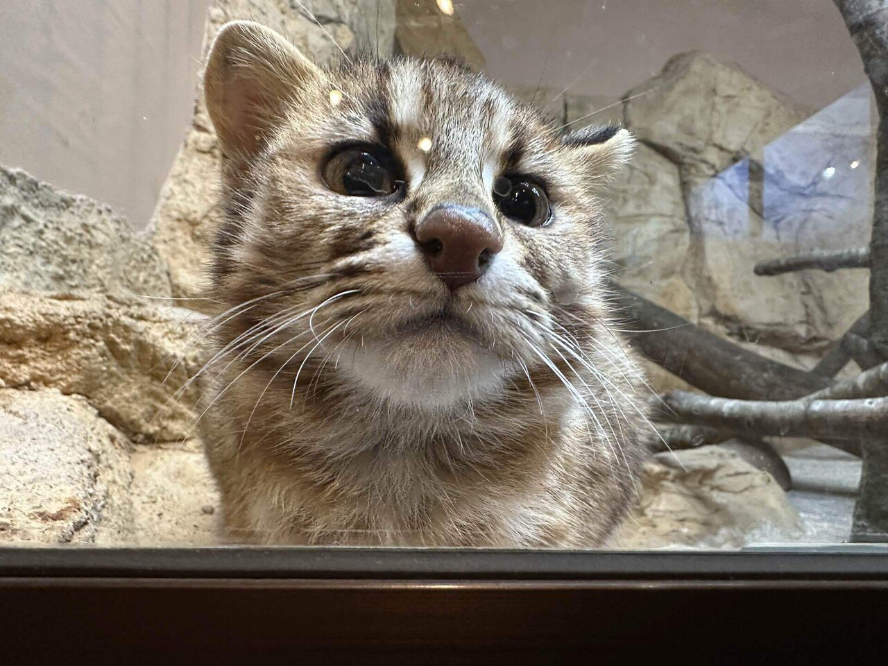 new face！ツシマヤマネコ！｜那須どうぶつ王国公式note