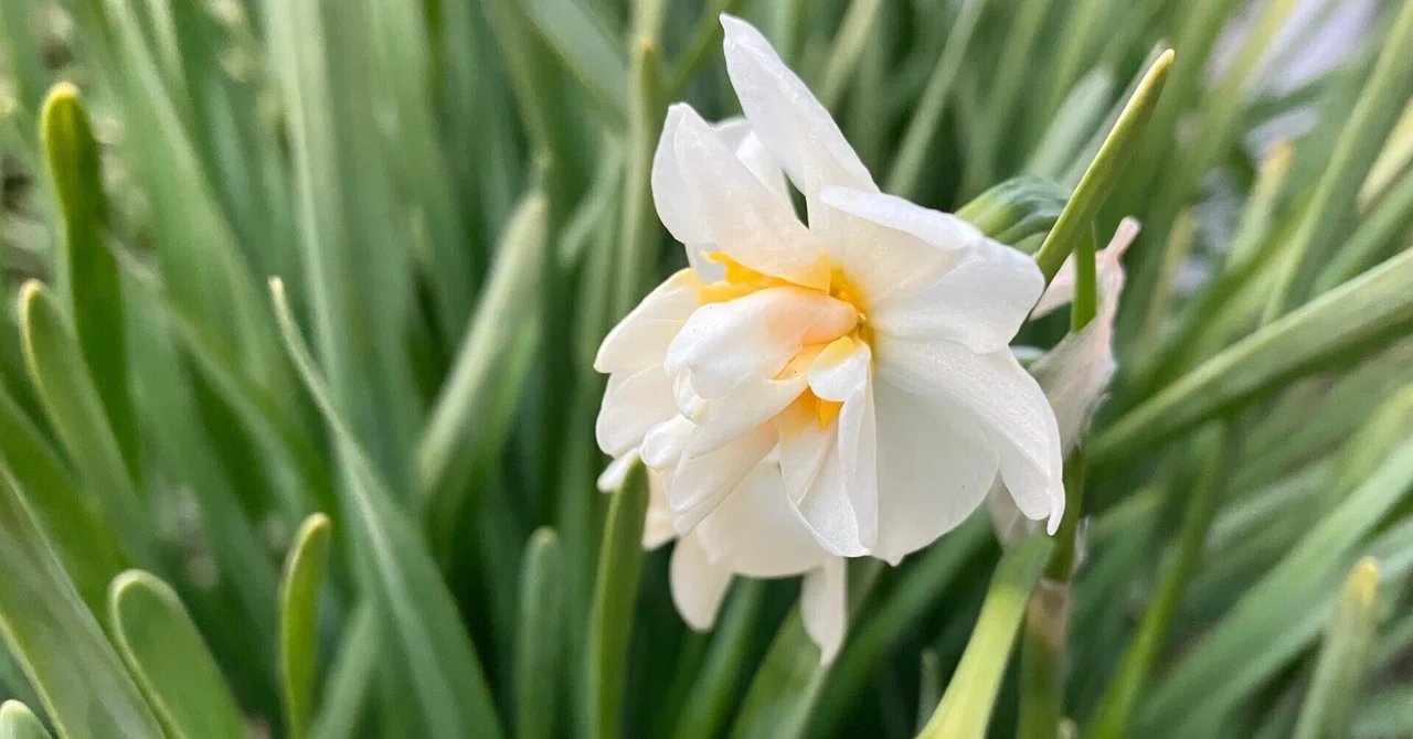 辛抱する木に花が咲く｜吾亦紅