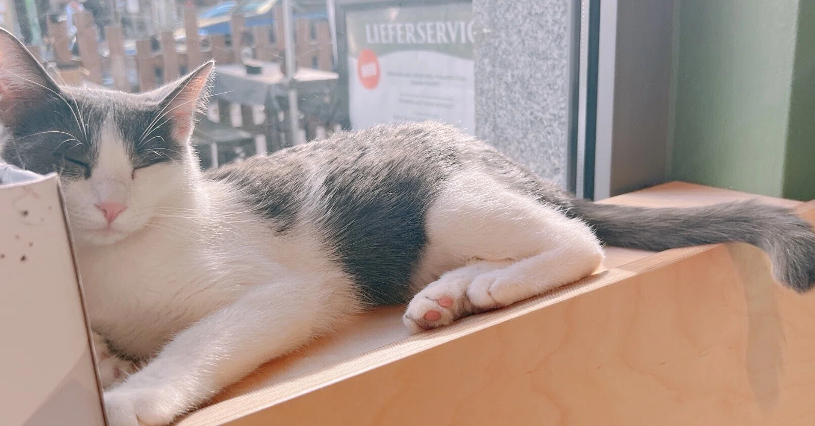 どこか遠くへ🇩🇪ミュンヘン編⑤」ミュンヘンの猫カフェと治安