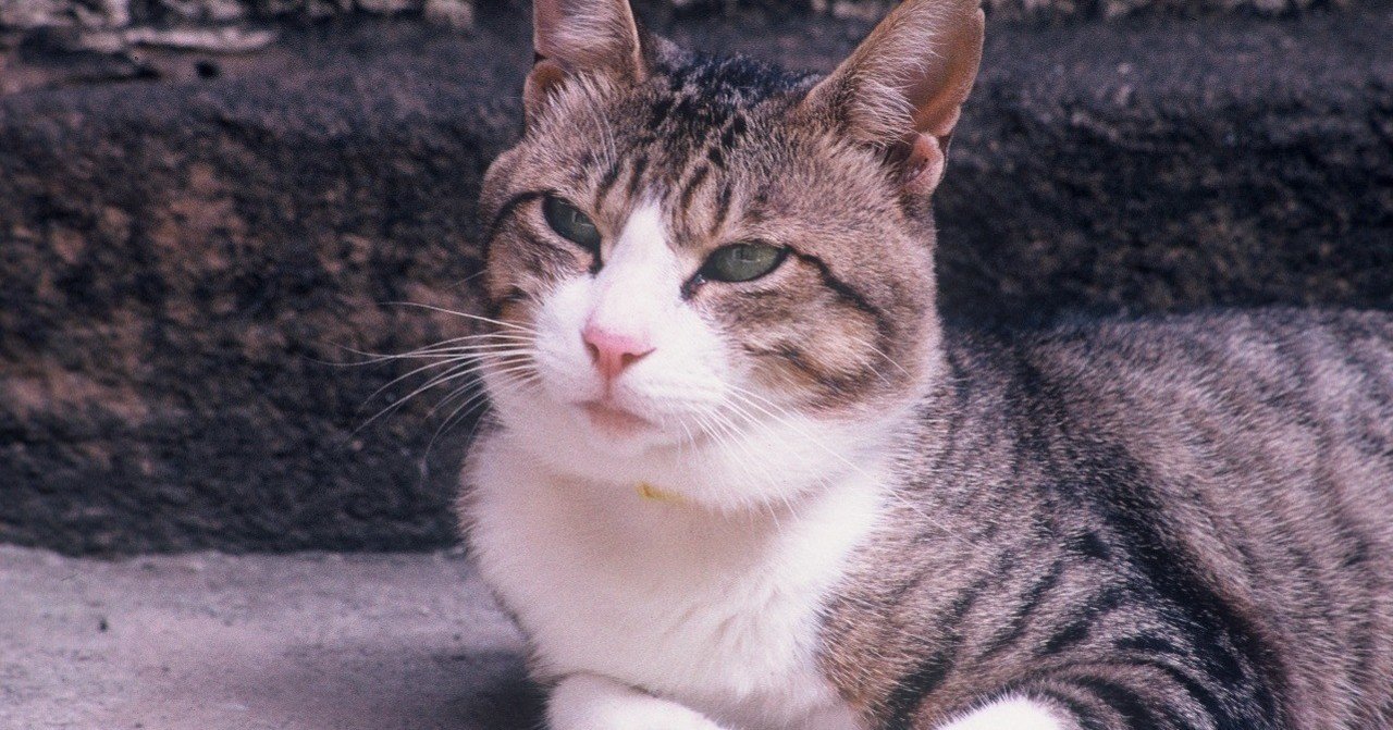 わが家の猫生活 その十四 カニ鍋で大騒動 ぶんぶんどー Note