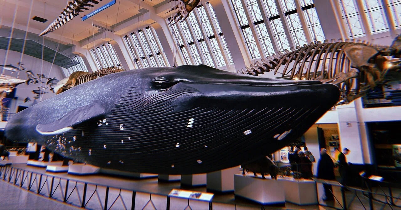 Natural History Museum / ロンドン自然史博物館(London, UK)｜N.Hagimoto
