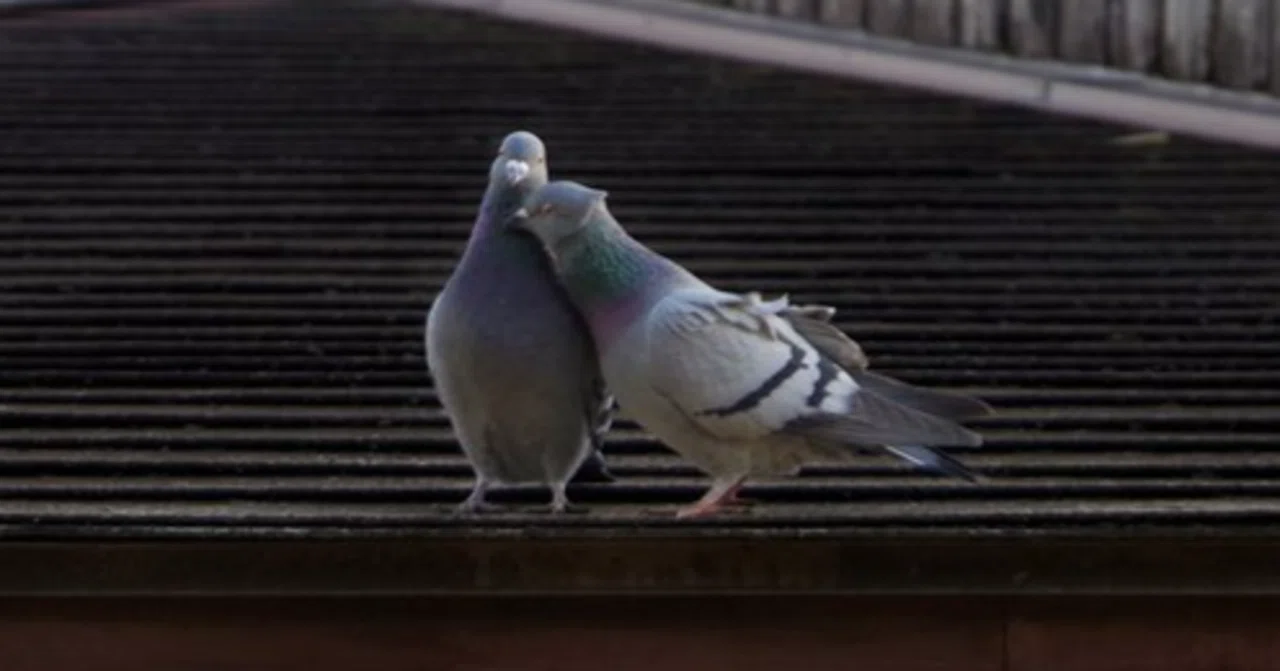 なぜ矢代は百目鬼に惹かれたのか？（矢代の人物造型④）『囀る鳥は