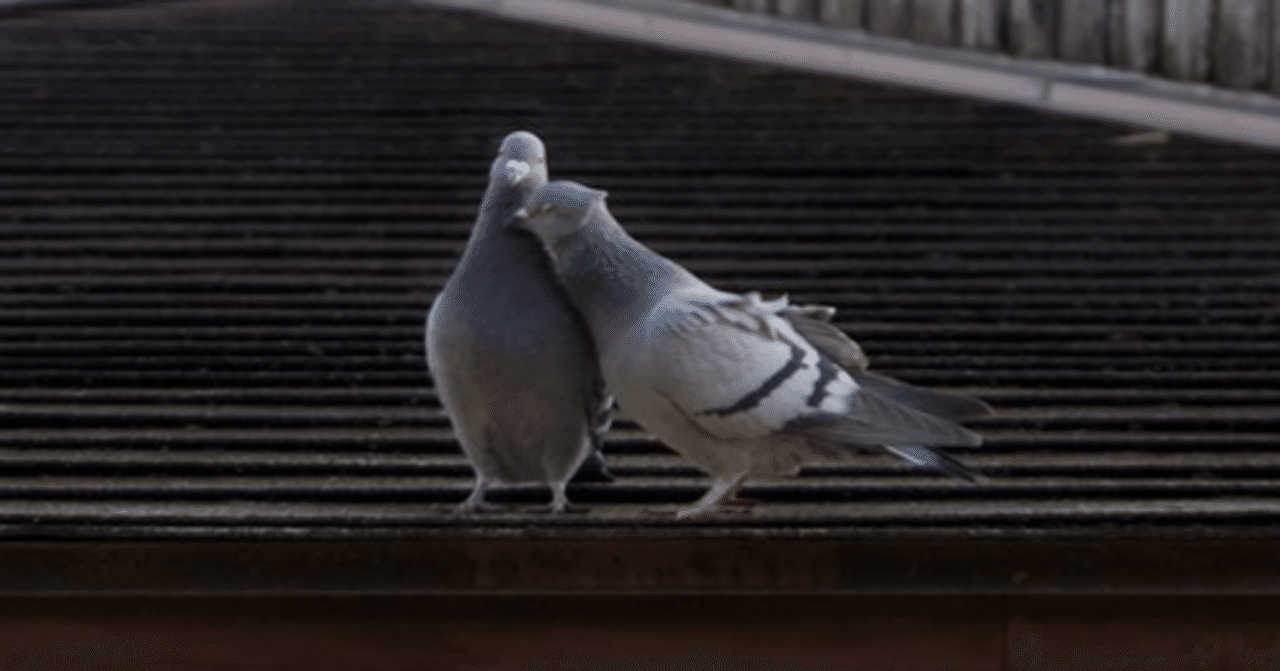 なぜ矢代は百目鬼に惹かれたのか？（矢代の人物造型④）『囀る鳥は
