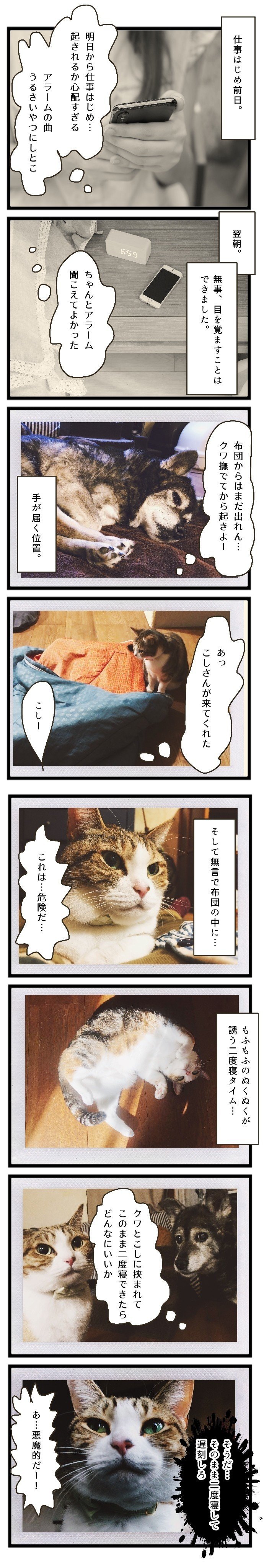 猫漫画 圧倒的もふもふ 猫と沖田 Note