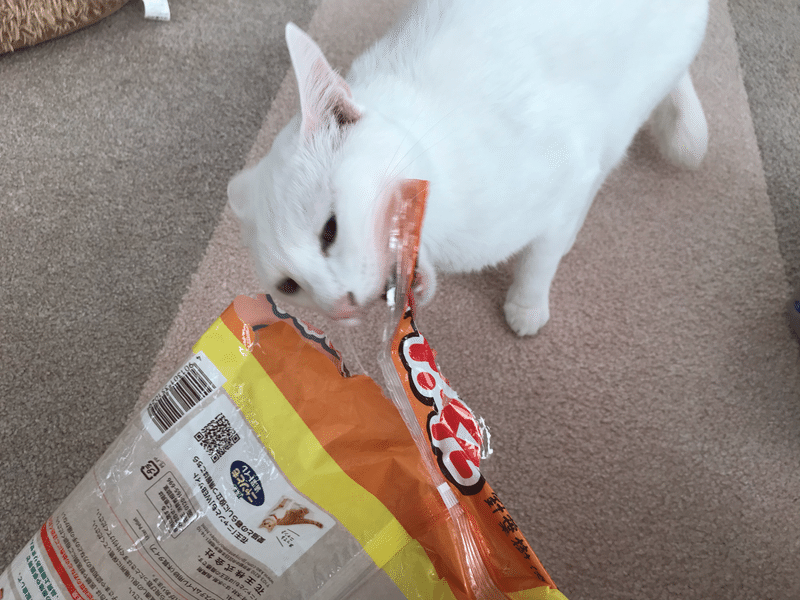 初ヒヤリ 保護ねこカフェおむすび Note 初ヒヤリ 保護ねこカフェおむすび Note