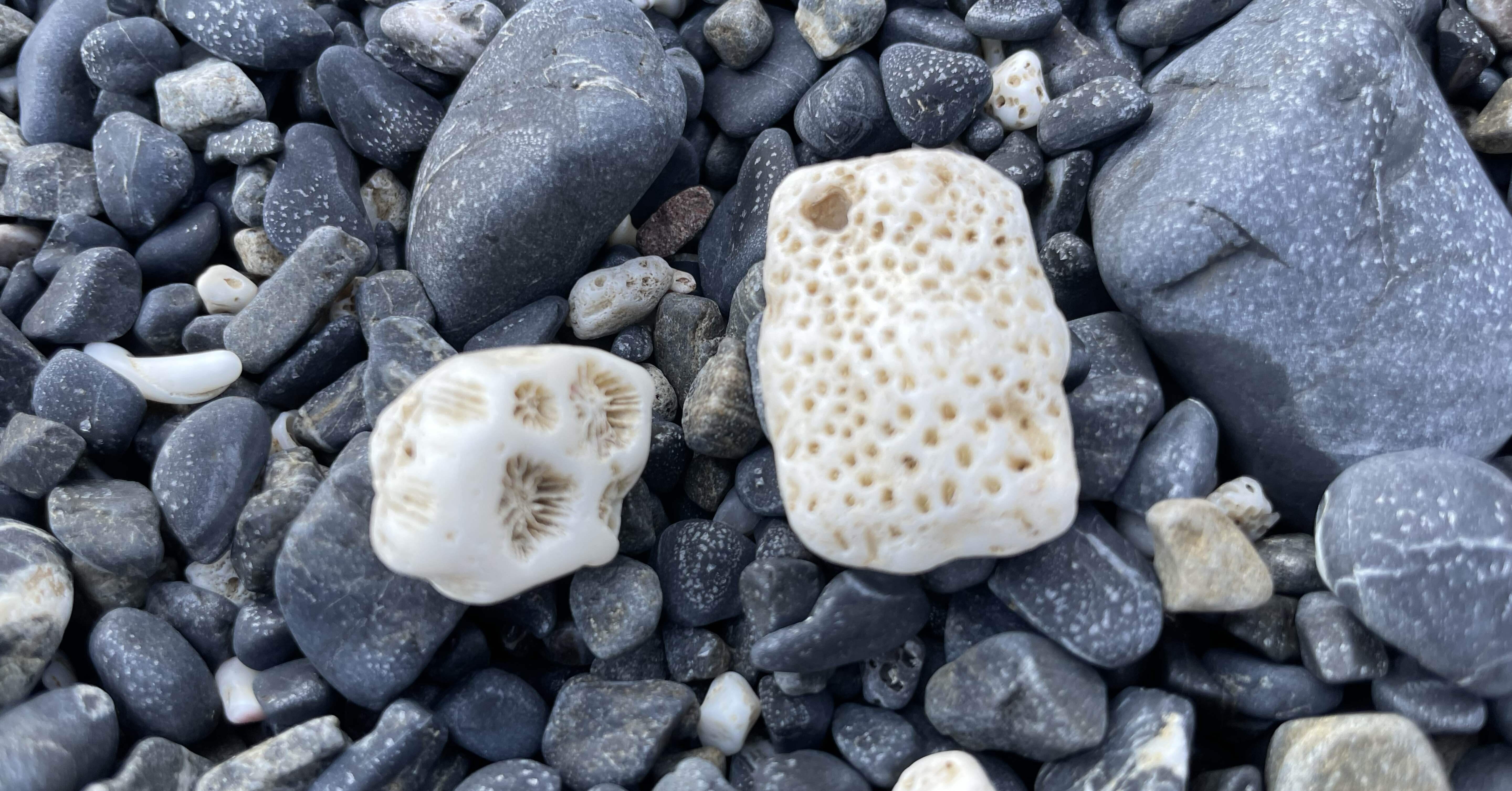 高知とサンゴ🪸〜サンゴの日〜｜桂浜水族館 公式