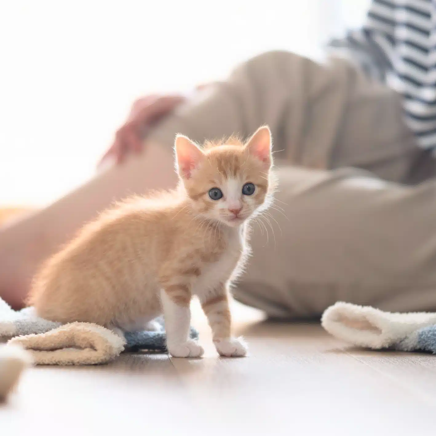 ねこね🐱AIが相棒の主婦ブロガー