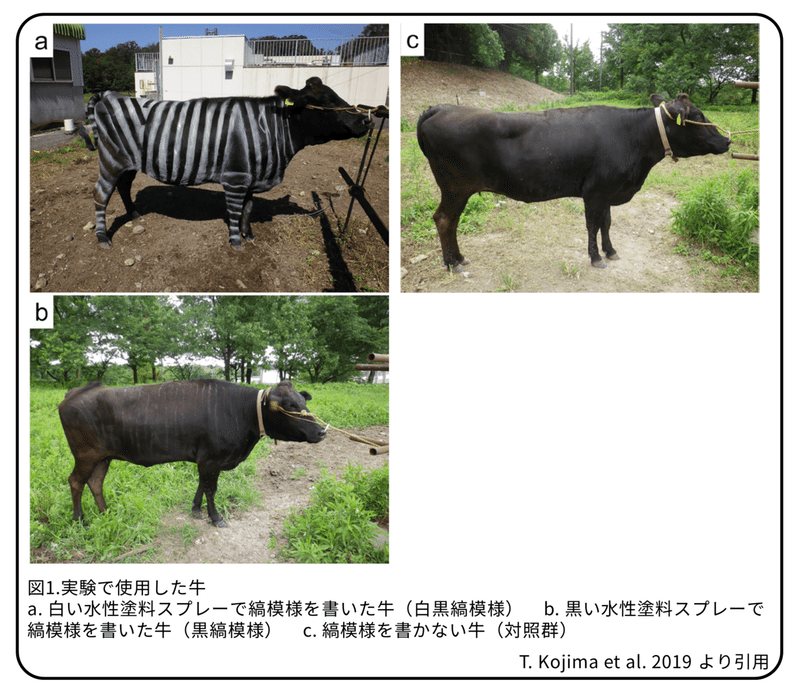 白黒縞模様の牛 シマウマ模様は牛の安らぎ 論文紹介 かわいせーざん 基礎研究っておもしろい 生物編 Note