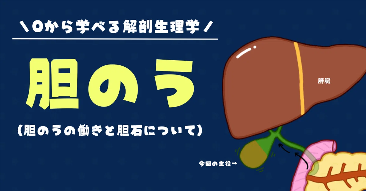 【胆のうの解剖生理学】イラスト図解でわかりやすく解説!!｜おがちゃん先生／解剖生理
