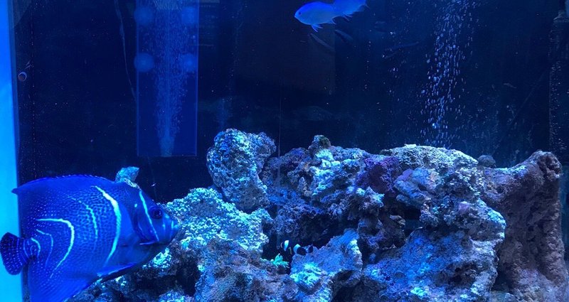 アクアリウムのある生活 - ニッソーNC160｜てけAQUA｜note