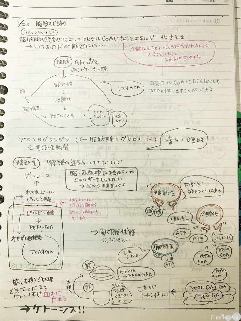 わたしなりの管理栄養士国家試験勉強法 Fumika Ani Note