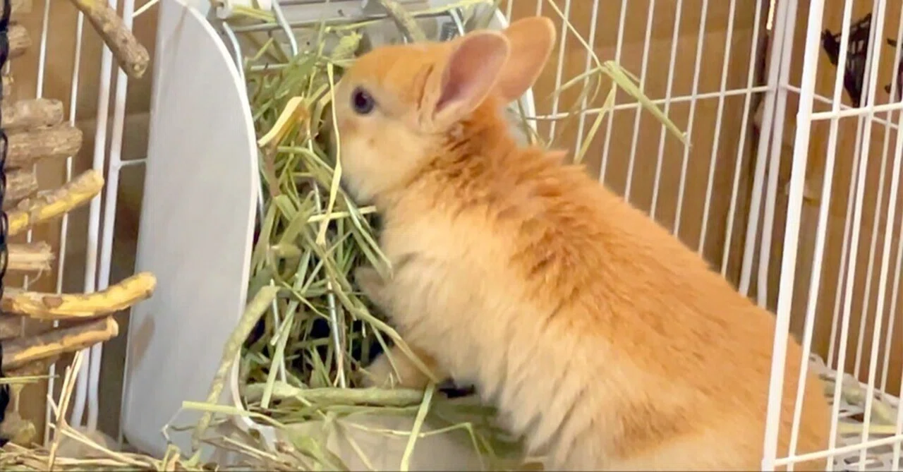 うさぎに食べてもらうための牧草フィーダー選びの沼…実はいらなかった