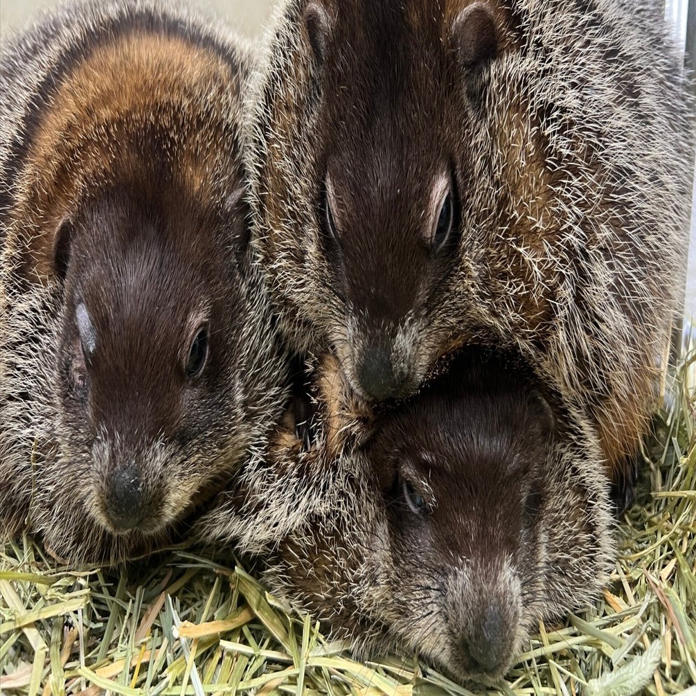 ロゲットカード　那須どうぶつ王国　初期ロット　001 ロゲットカード 那須どうぶつ王国 初期ロット 001 カード一覧 | ロ