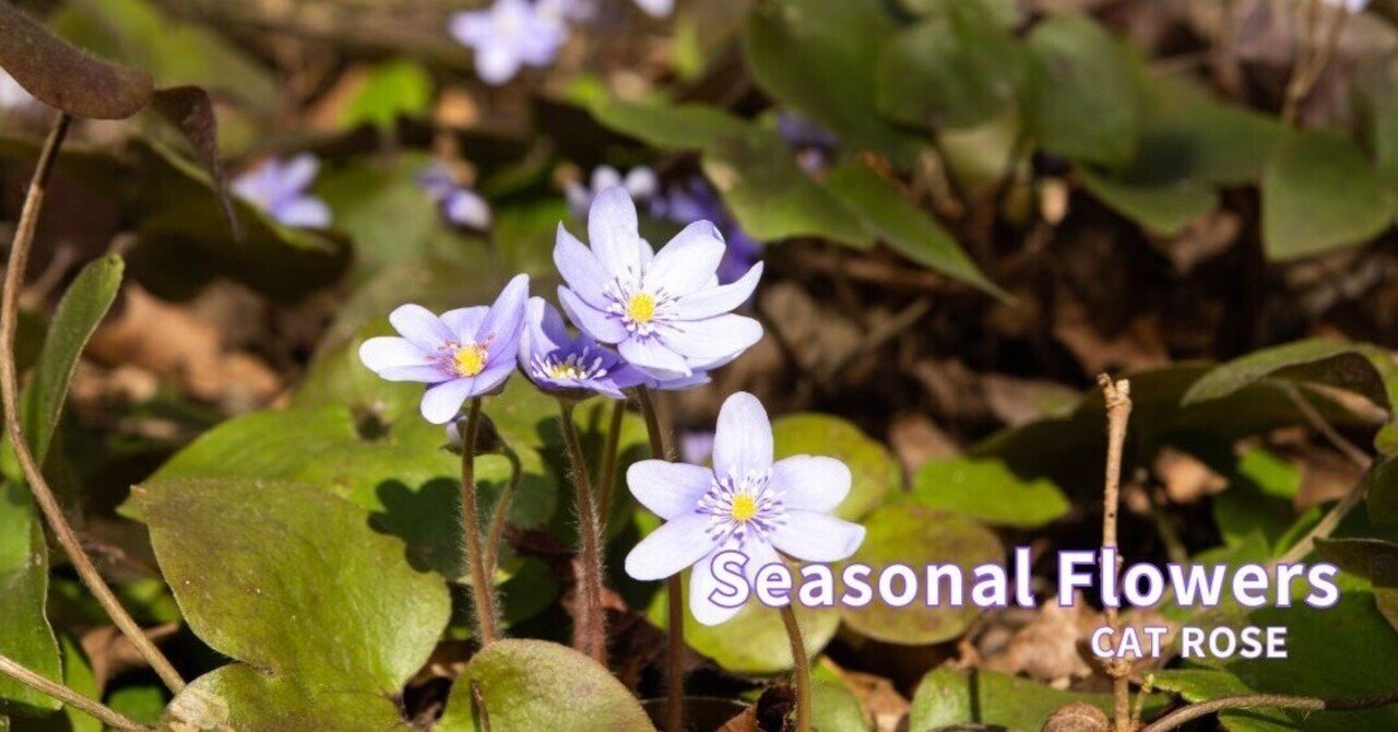 植物　山野草（雪割草、大ミスミ草）咲始まりました。３月４日の開花画像追加しました。 四季の山野草（ミスミソウ）