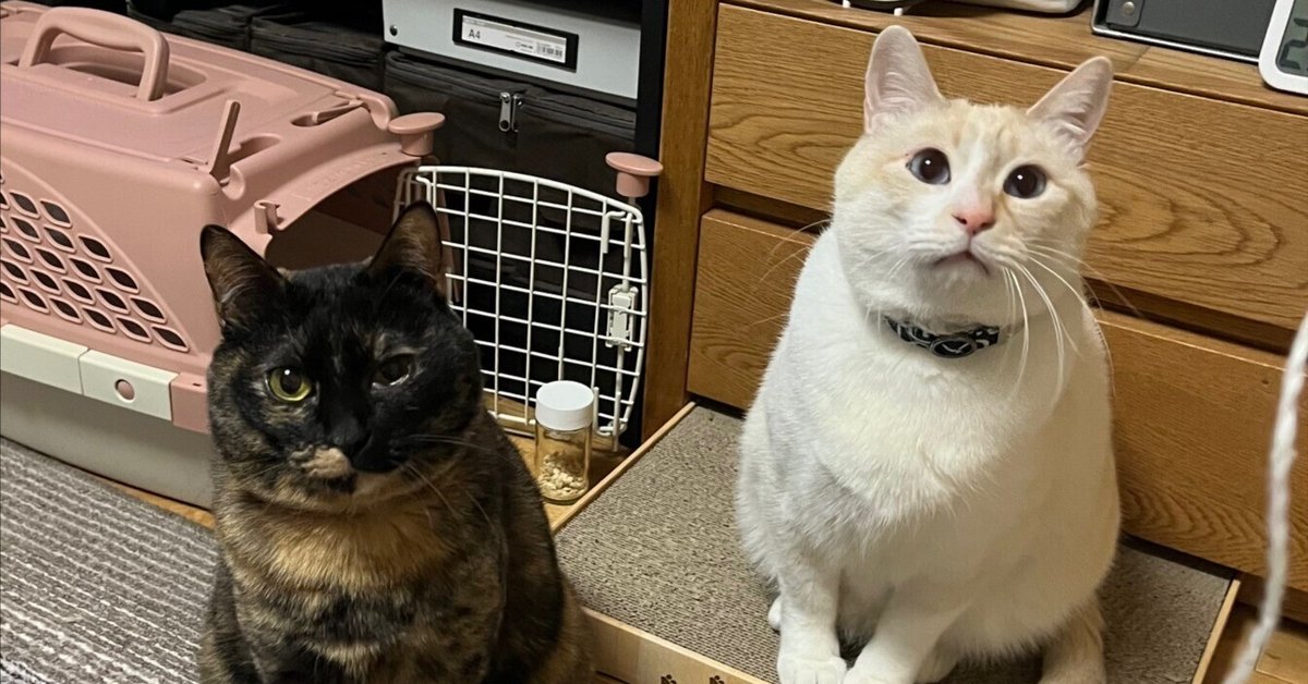 やっぱり猫が好き BOX vol.7~13 （Amazon.co.jp: やっぱり猫が