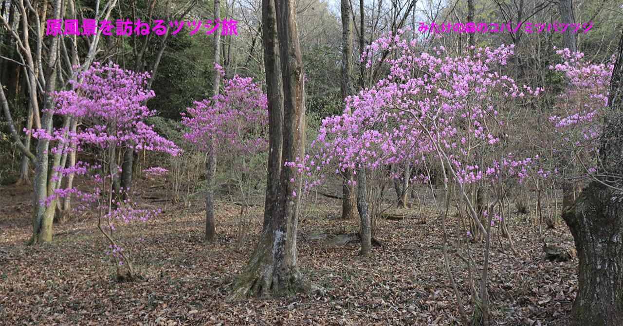 122．みたけの森のコバノミツバツツジ｜sasayan