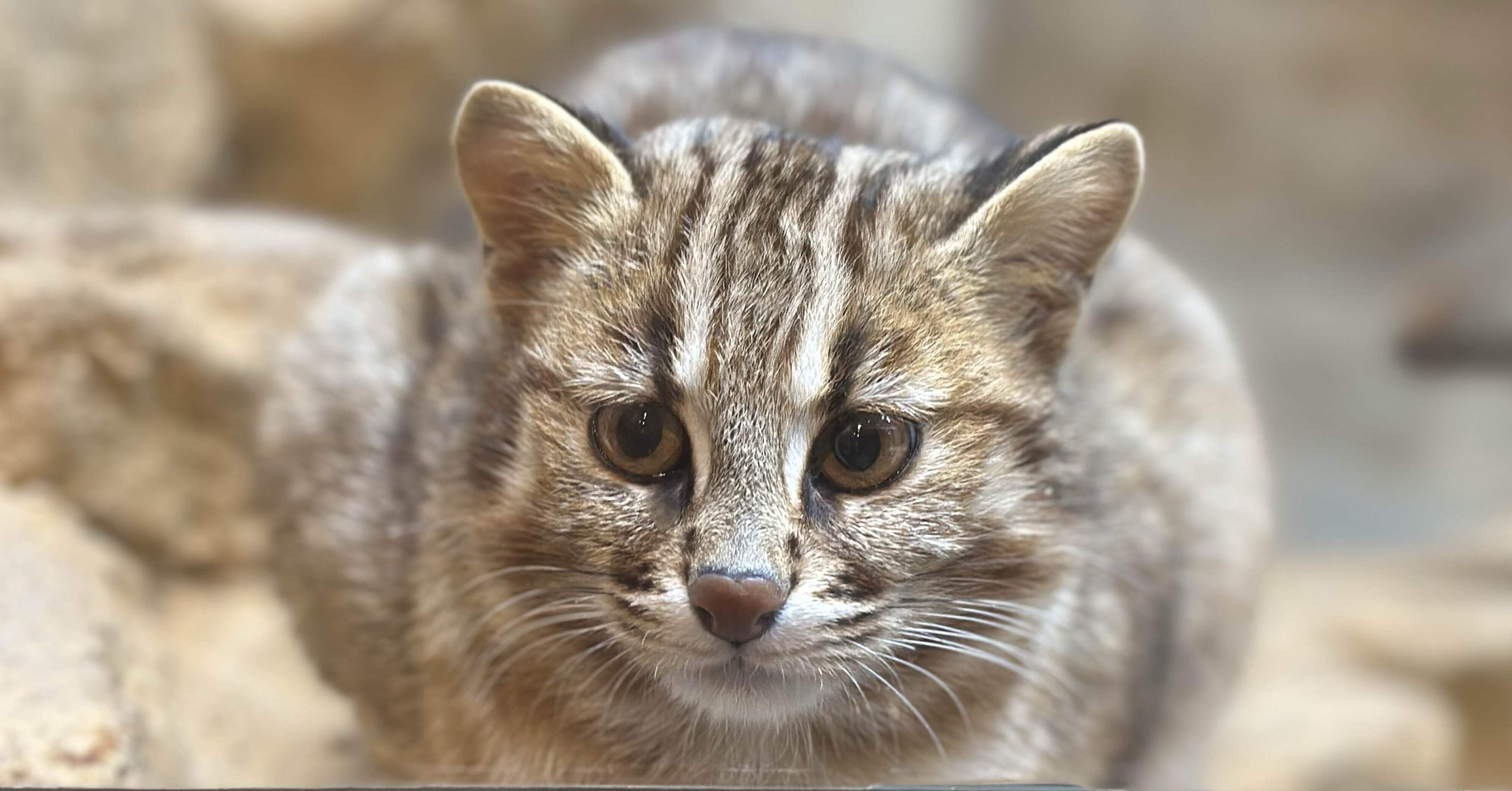 db25f1832f5e42cf37d66b3ad5afe0