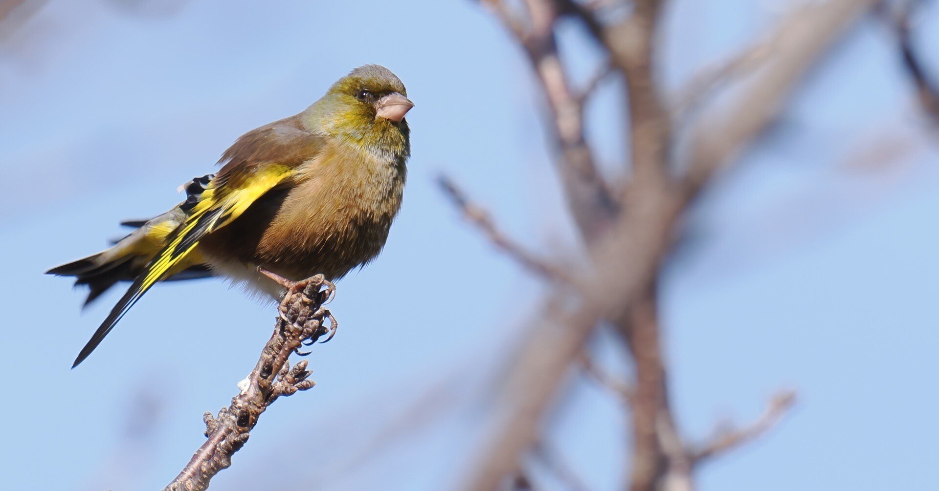 プロフさん専用　木彫りの鳥　オガサワラカワラヒワ dc9a9332b627e0bdcd77b20a6d3e3b
