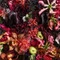 FLOWER LIFE MAGAZINE