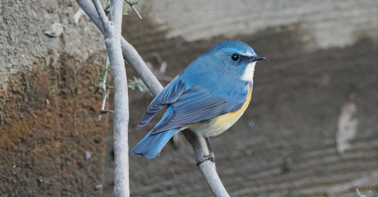 ルリビタキ撮り放題 鳥見散歩＜A山公園編＞ 2025年2月｜ちる@鳥見の時間