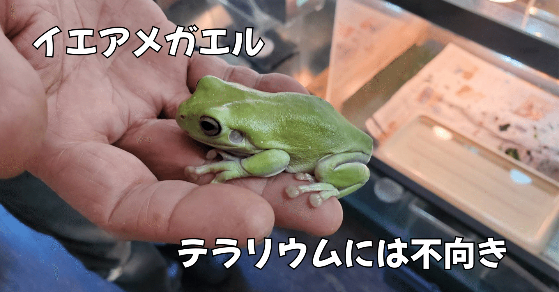 テラリウムに向いていないカエル イエアメガエル｜moss paradise3055