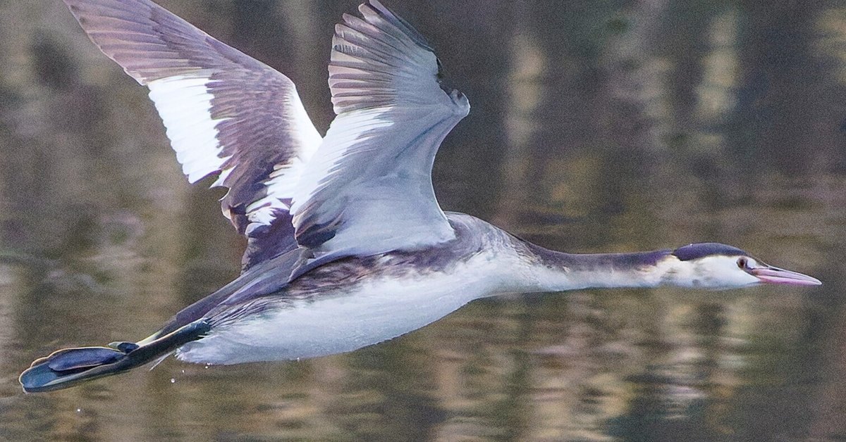 【yuu様用】鳥の頭骨　アオサギ・ウミネコ・カンムリカイツブリ yuu様用】鳥の頭骨 アオサギ・ウミネコ・カンムリカイツブリ