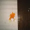太陽の花