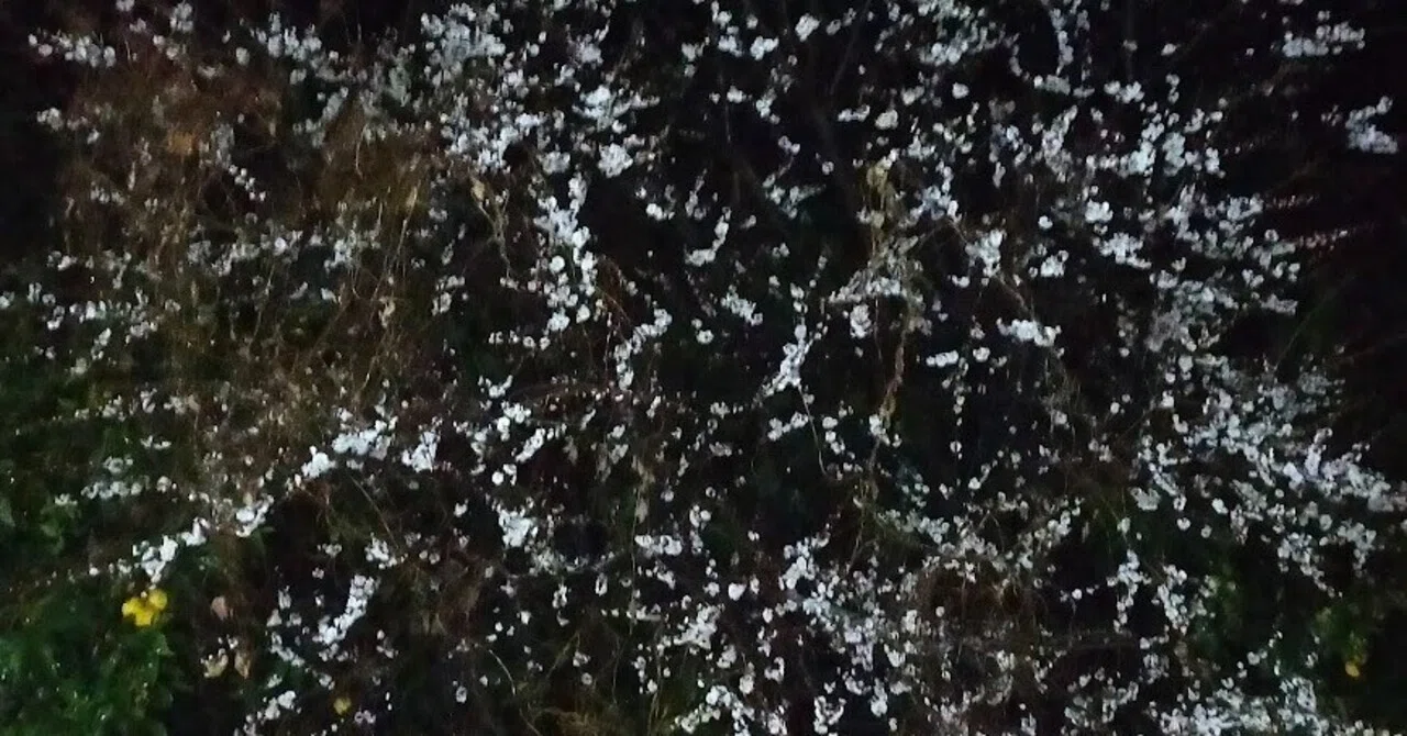 雪梅や雪白姫はまがいもの|やどかり